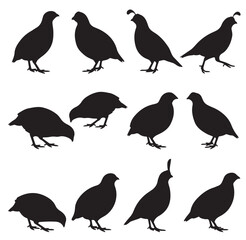 Obraz premium black and white vector silhouette set of Quail