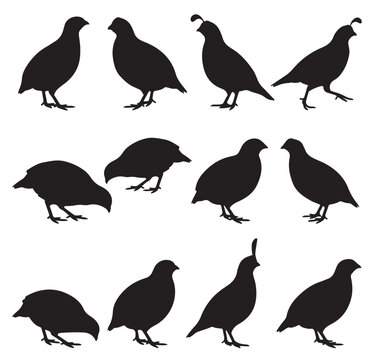black and white vector silhouette set of Quail