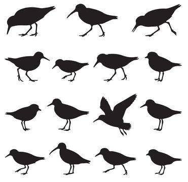 and white vector silhouette set of Sandpiper