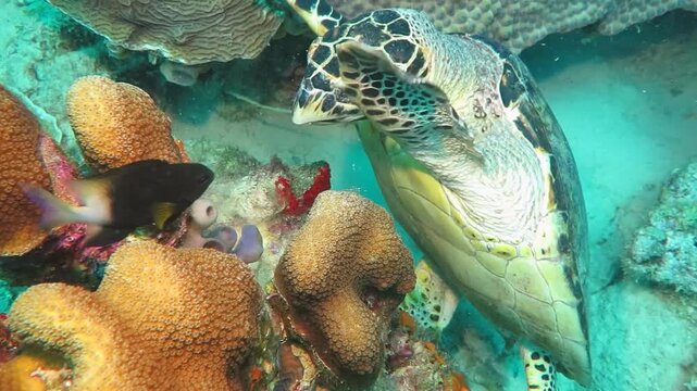 Feeding sea turtle (Eretmochelys imbricata), fish and coral reef. Corals, fish and marine life, underwater video. Scuba diving with hawksbill turtles. Wild animals in tropical ocean.