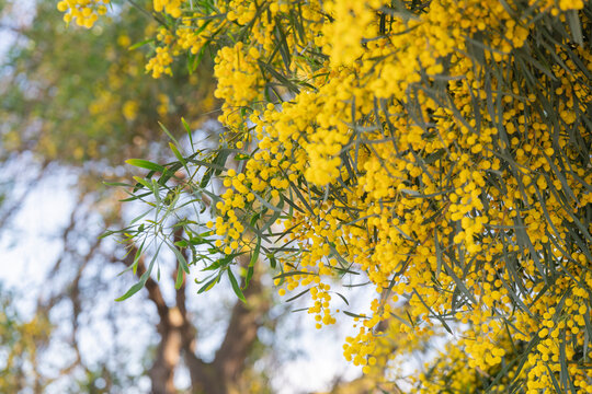 Mimosas en flor ramas amarillas