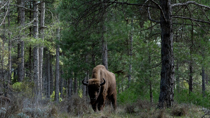 Fototapeta premium European Bison Bull Walking Through Forest, Alto Tajo National Park, Spain