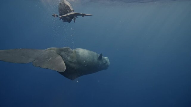 Two sperm whales engage in socialization by rubbing against each other and gently biting one another. This interaction fosters their bond. Nearby fish cling to their skin, and defecation occurs