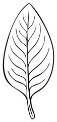 Fototapeta premium Detailed outline of a single leaf showing veins and stem in black line art