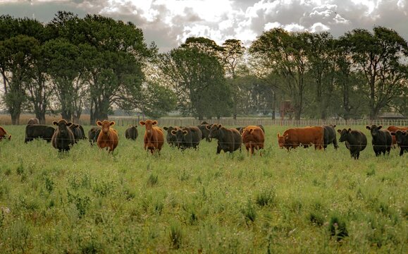 Vacas en el campo