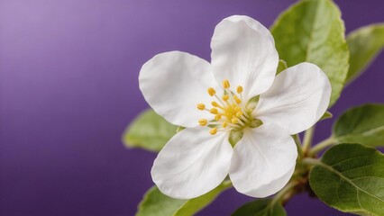 Obraz premium White flower with yellow center on purple background