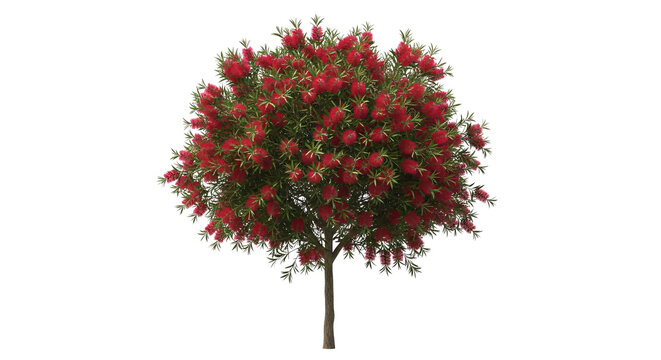 Red bottlebrush flower tree blooming isolated.