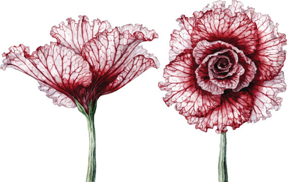 Watercolor Illustration of Two Red Ruffled Flowers