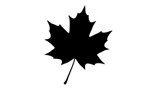 A black silhouette of a maple leaf on a white background