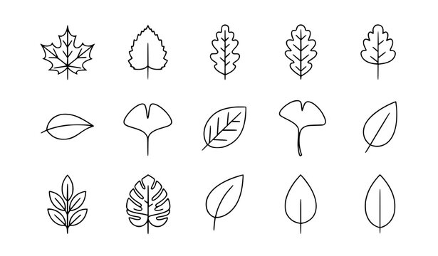 Collection of various leaf outlines and shapes