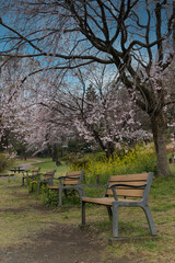 Fototapeta premium 桜と菜の花に囲まれたベンチ（春のひと休み）