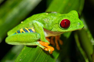 Obraz premium Macro shot of a Red-Eyed Tree Frog (Agalychnis callidryas) resting on a leaf. Vibrant colors show its natural habitat in the Costa Rican rainforest.