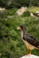 Obraz premium Aves