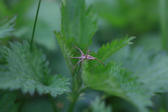 Pisaura mirabilis