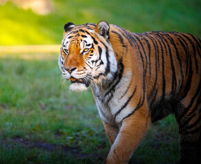 Obraz premium A male Amur Tiger prowling through grass.