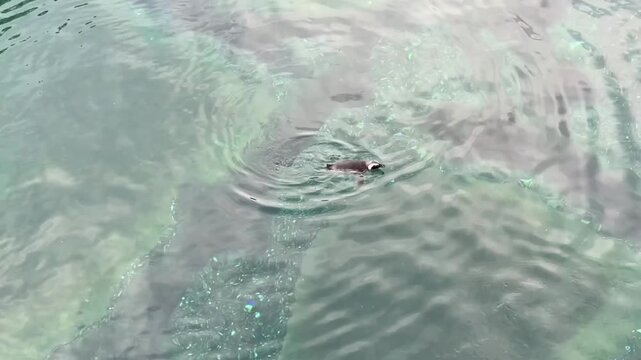 Small African penguin swimming rapidly underwater in a pool, creating visible circular ripples on the crystal clear water surface. Fast aquatic bird moving near a large rock in a zoo enclosure on a su