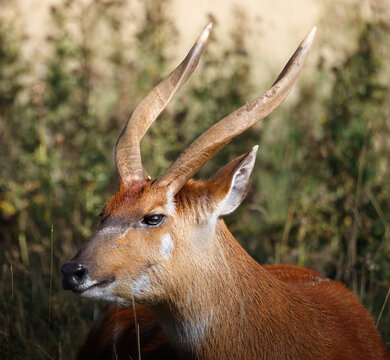 A sitatunga sitting in grass.