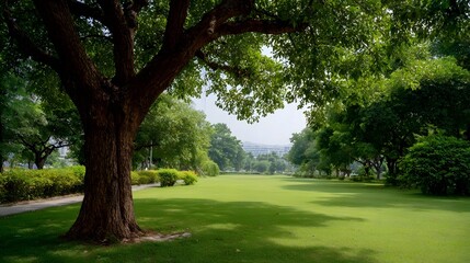 Obraz premium A large old tree stands beside a vast green lawn in a serene park bathed in d d sunlight
