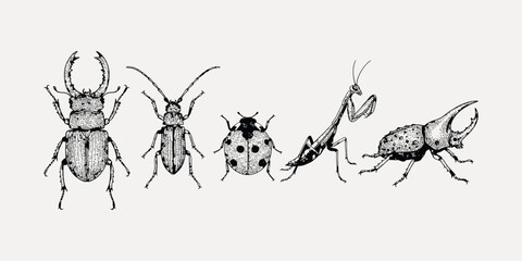 Vintage insect illustration set featuring beetles, ladybug and praying mantis, black and white engraved entomology collection isolated on neutral background © jamiul