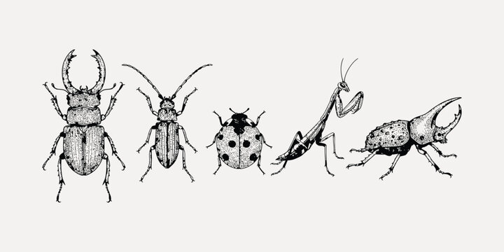 Vintage insect illustration set featuring beetles, ladybug and praying mantis, black and white engraved entomology collection isolated on neutral background
