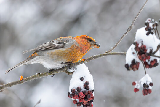 Close-up of a pine grosbeak in winter