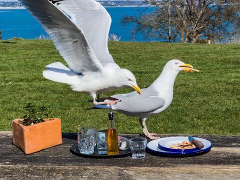 Seagull swooping to steal food from outdoor table at Studland beach Dorset UK