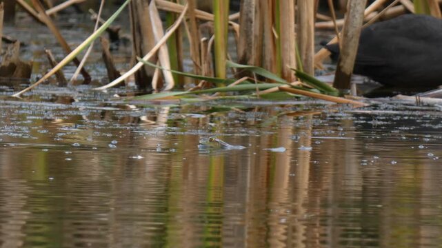 Common toad submerging under water creating ripples with coots in the background. Natural lighting, Close-up, Overcast. Transition and Vitality.