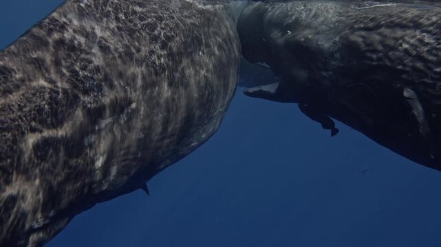Two sperm whales engage in socialization by rubbing against each other and gently biting one another. This interaction fosters their bond. Nearby fish cling to their skin, and defecation occurs