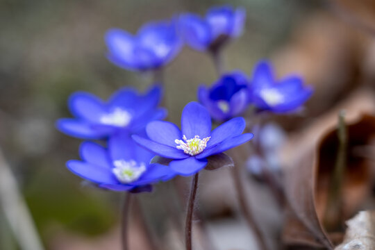 Spring's First Blue Flowers