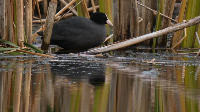 Eurasian coot resting on a reed stalk while a toad swims through the water. Natural lighting, Close-up, Soft light. Balance and Biodiversity.