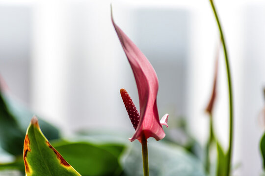 Elegant pink Anthurium flower with a vibrant spadix and green le