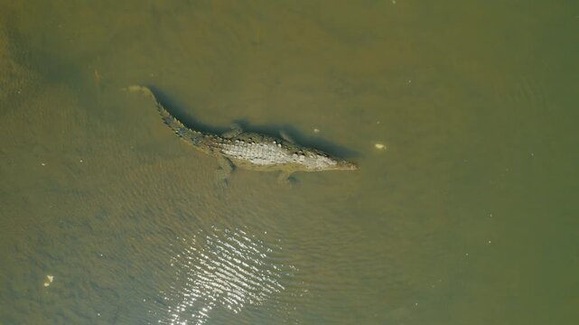 Large American Crocodile floating in sunlit green water in Costa Rica
