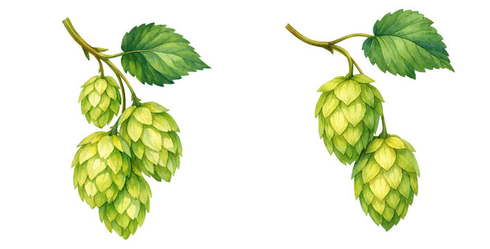 Watercolor hop cones botanical illustration, green hops branch with leaves isolated on white background.