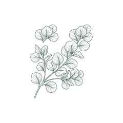 Fototapeta premium Eucalyptus Branch Botanical Etching Linework