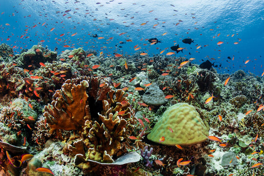Vibrant coral reef teeming with orange anthias and tropical fish in Gili Air
