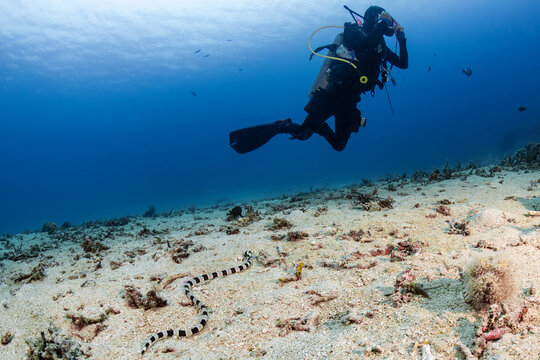 Banded Sea Krait (Laticauda colubrina) crawling over sand near a scuba diver