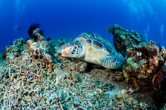 Close-up of a large Green Sea Turtle sleeping on a tropical coral reef underwater
