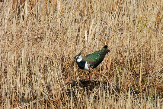 The northern lapwing (Vanellus vanellus) on wetland.