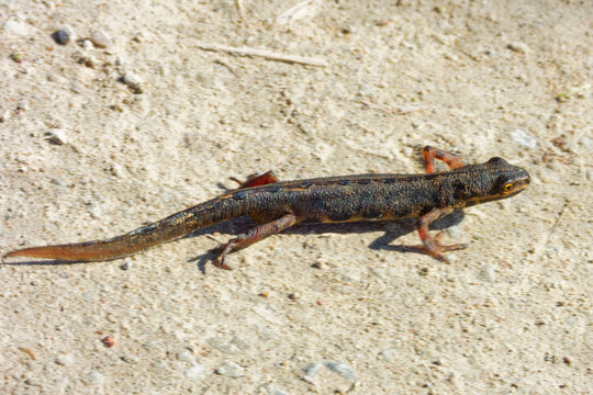 Common lizard (Zootoca vivipara) walkin around in spring.