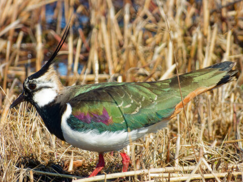 The northern lapwing (Vanellus vanellus) on wetland.