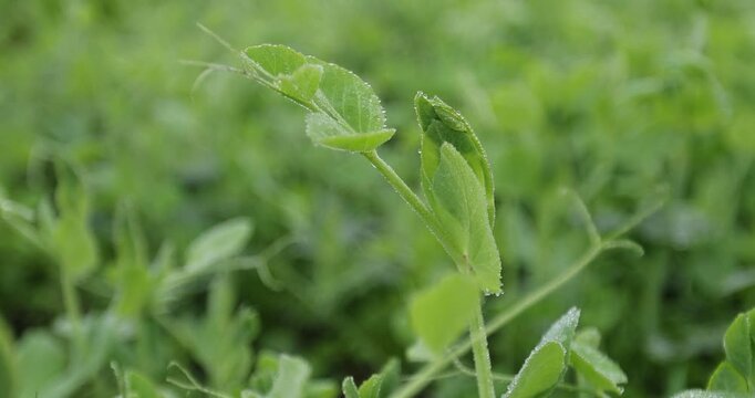 Green pea Shoots with dew grow in the garden