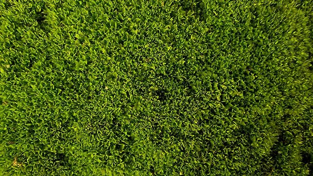 4K Macro Texture of Vibrant Green Moss Surface Background