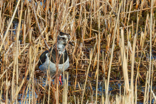 The northern lapwing (Vanellus vanellus) on wetland.