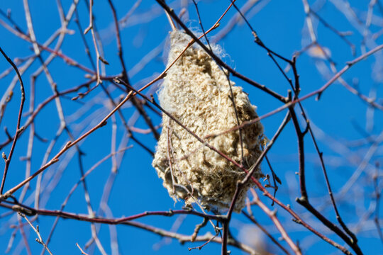 A hanging nest of Eurasian penduline tit.