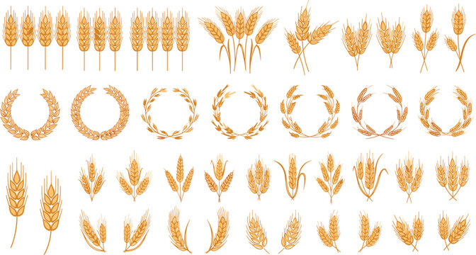 Golden Wheat Ear Vector Collection Featuring Barley Garlands Grain Wreaths and Cereal Stalks for Organic Bakery Design and Harvest Farming