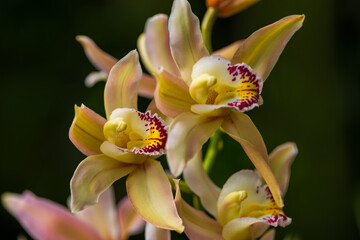 Fototapeta premium Macro detail of Cymbidium orchid flowers on dark background.