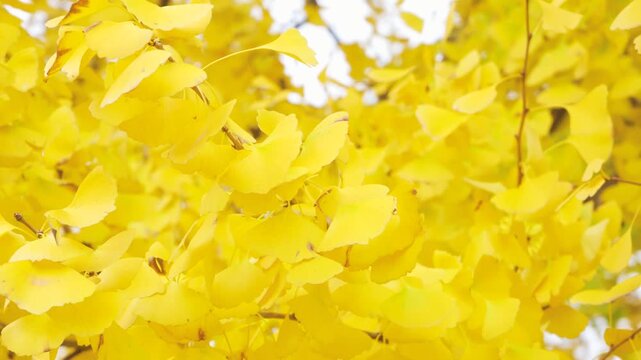 Golden ginkgo leaves in autumn close up