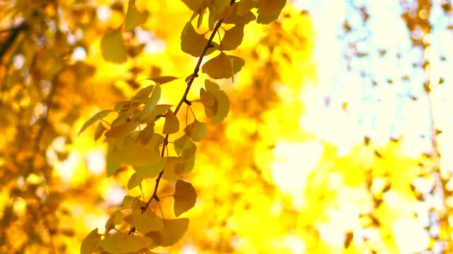 Golden ginkgo leaves in sunlight with glowing autumn background