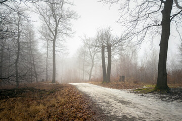 Obraz premium Winter's Misty Forest Trail