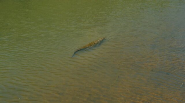 Large crocodile drifts quietly in green water of Tarcoles River Costa Rica